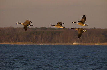 Hunting season, bag limits for migratory Canada geese, mallards to be reduced next year